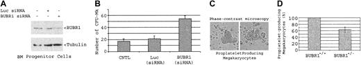 Figure 7. Effect of down-regulation of BUBR1 via RNAi. Down-regulation of BUBR1 in vitro via RNAi stimulates CFU-Mk's although BUBR1 haploinsufficiency causes an inhibition in platelet production. (A) Enriched bone marrow progenitor cells from wild-type mice were transfected with or without siRNAs targeting BUBR1 or luciferase for 2 days. Equal amounts of cell lysates were blotted for BUBR1 or α-tubulin. (B) Bone marrow progenitor cells transfected with siRNAs targeting BUBR1 or luciferase for 2 days were split for CFU-Mk assays as described in “Materials and methods.” (C) Bone marrow cells from both wild-type or BUBR1+/– mice were used for purification of murine megakaryocytes and proplatelet assays as described in “Materials and methods.” Two typical proplatelet-producing megakaryocytes are shown. Original magnification, × 200. (D) The percentage of proplatelet-producing megakaryocytes in bone marrow cell–derived cultures. The proplatelet-producing megakaryocytes in wild-type cell cultures were arbitrarily set at 100%. The data are summarized from 3 independent experiments. Error bars represent means ± standard deviation.