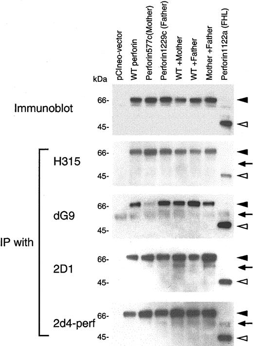 Figure 6. Binding activity of perforin mutants in 293T cells with antibodies. 293T cells were transfected with plasmid(s) expressing wild-type (WT) and/or mutant perforin genes, cell lysates were prepared, and immunoblots were performed using 2d4-perf antibody (top panel). Lysates were immunoprecipitated with perforin antibodies H315 (Santa Cruz Biotechnology, Santa Cruz, CA; second panel), dG9 (Endogen, Woburn, MA; third panel), 2D1 (US Biological, Swampscott, MA; fourth panel) and 2d4-perf (the bottom panel). Immunoprecipitates were immunoblotted under reducing conditions and stained with 2d4-perf antibody. Solid and open arrowheads indicate full-length and truncated forms of perforin, respectively. Arrows correspond to the heavy chain of immunoglobulin (IgH).