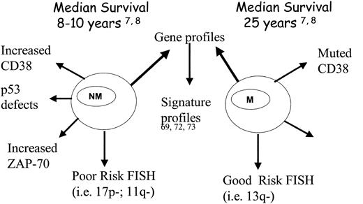 Figure 3. Novel risk stratification: nonmutated versus mutated CLL B-cell clones. Figure presents a schematic of some of the biologic differences of CLL B cells on the basis of IgVH gene mutation status. NM indicates CLL B cells with nonmutated IgVH genes; M, CLL B cells with mutated IgVH genes.