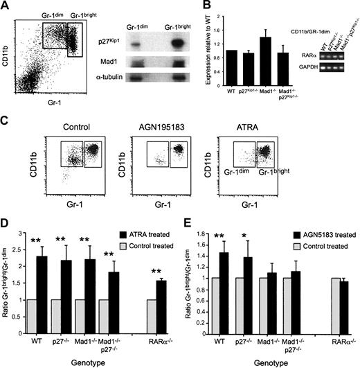 Figure 1. Acceleration of granulocyte differentiation ex vivo by the RARα-specific agonist AGN195183 requires Mad1 and p27Kip1. (A) Immature (CD11b/Gr-1dim) and mature (CD11b/Gr-1bright) granulocytes were isolated as described in “Materials and methods.” Protein (36 μg) from each fraction was prepared in sample buffer and separated on a 10% SDS-PAGE gel. Proteins were then transferred to a PVDF membrane and probed with anti-Mad1, anti-p27Kip1, and anti–α-tubulin. (B) Expression of RARα in granulocyte subsets was analyzed using quantitative real-time PCR. Data shown are the expressions of RARα in the CD11b/Gr1dim population ± SEM, with a similar relative expression observed in the CD11b/Gr1bright and whole bone marrow populations (data not shown). (C) Whole bone marrow cells of the indicated genotype were cultured as described with either ethanol (control), the RARα-specific agonist AGN195183 (10–6 M), or ATRA (10–6 M). Following 3 days in culture, cells were isolated and phenotypically identified by CD11b/Gr-1 staining. Representative FACS dot plots following culture with ethanol (control) or retinoid agonist are shown. (D) ATRA can accelerate granulocyte differentiation independent of Mad1, p27Kip1, and RARα. (E) The RARα-specific agonist AGN195183 requires Mad1 and both Mad1 and p27Kip1 to accelerate granulocyte differentiation ex vivo. The specificity of AGN195183 is demonstrated by the lack of effect on RARα–/– cells; n > 6 for all treatments/genotypes. Data are graphed as ratio of Gr-1bright/Gr-1dim cells ± SEM (**P < .01, *P < .05).
