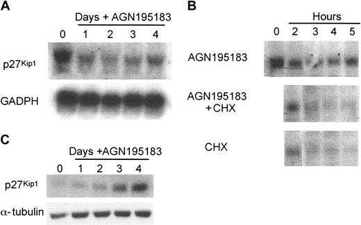 Figure 3. p27Kip1 protein accumulation with no change in transcription in response to RARα-mediated granulocytic differentiation. The regulation of p27Kip1 during RARα-induced granulocytic differentiation was analyzed in the MPRO cells. (A) p27Kip1 transcript does not increase following RARα-induced granulocytic differentiation (AGN195183; 10–6 M). Total RNA (10 μg) was separated on a denaturing gel and transferred to a nylon membrane that was then probed for p27Kip1 and GAPDH. (B) p27Kip1 is not a direct transcriptional target of RARα. MPRO cells were treated with AGN195183, AGN195183, and cycloheximide (CHX; 10 μg/mL) or CHX alone for the indicated time points then RNA prepared and analyzed for p27Kip1 expression. (C) A significant accumulation of p27Kip1 protein occurs following differentiation through RARα. Cells were treated with AGN19183 and prepared as described, then probed for expression of p27Kip1 protein and α-tubulin as loading control.