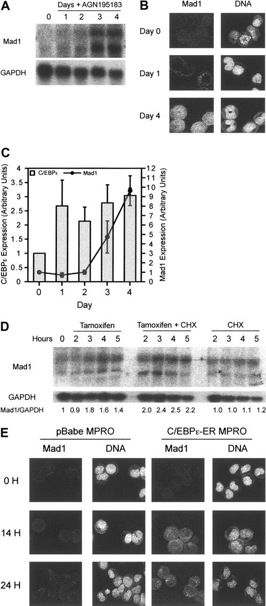 Figure 4. Mad1 is a transcriptional target of the granulocyte-restricted, retinoid target gene C/EBPϵ. (A) Induction of Mad1 RNA is delayed following differentiation induction of wild-type MPRO cells with the RARα agonist AGN195183. Wild-type MPROs were treated for the indicated number of days with AGN195183 and Mad1 RNA levels were assessed by Northern blotting as described. (B) Expression of Mad1 protein is also delayed following treatment with AGN195183. Mad1 protein levels were analyzed using laser-assisted confocal microscopy at the indicated time points. (C) Induction of C/EBPϵ by the RARα agonist AGN195183 occurs rapidly and precedes the induction of Mad1. Quantitative real-time PCR was performed to determine the expression of C/EBPϵ and Mad1 following treatment of MPROs with AGN195183 for the indicated time periods. Results are normalized to the expression of β2-microglobulin. Error bars represent SEM from 3 PCR reactions. (D) Mad1 is a transcriptional target of C/EBPϵ. Wild-type C/EBPϵ-ER MPROs were treated with tamoxifen, tamoxifen and CHX, or CHX alone for the indicated time points; then RNA was prepared and analyzed for Mad1 expression. (E) C/EBPϵ-ER or pBabe MPROs were treated for 0, 14, and 24 hours with tamoxifen, fixed, and then expression of Mad1 protein analyzed using laser-assisted confocal microscopy.