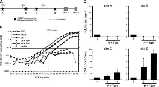 Figure 5. C/EBPϵ can directly bind to the Mad1 promoter in vivo. C/EBPϵ-ER MPROs were treated with 200 nM 4-OH-tamoxifen (Tam). ChIP was performed using an anti-C/EBPϵ antibody and the binding of C/EBPϵ to the Mad1 promoter assessed by quantitative real-time PCR. (A) Schematic representation of the murine Mad1 gene, with consensus C/EBP-binding sites and PCR amplicons as indicated. (B) Representative quantitative PCR plot showing amplification of site D. NTC indicates no template control; input, total amount of input chromatin; no Ab, no antibody control immunoprecipitation. The arbitrary amplification threshold is depicted as the horizontal bar running across the graph. (C) Quantitation of C/EBPϵ binding to the Mad1 promoter 2 and 4 hours after the addition of Tam for 4 consensus C/EBP-binding sites. Data expressed as fold enrichment relative to 0 hour time point from a representative experiment (n = 3 experiments).