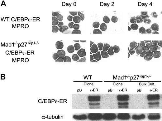 Figure 6. Mad1–/– p27Kip1–/– MPROs are refractory to C/EBPϵ-induced differentiation. (A) Wild-type and Mad1–/–p27Kip1–/– MPROs were infected with control (pBabe, pB) or C/EBPϵ-ER (ϵ-ER) retrovirus. Following selection in 2 μg/mL puromycin, cells were treated with 200 nM 4-OH-tamoxifen (Tam) and differentiation was assessed morphologically over 4 days. Original magnification, × 400. (B) Equivalent expression of C/EBPϵ-ER in cell lines was determined by Western blot analysis in both bulk culture and clonal cell lines using an anti-ERα antibody.