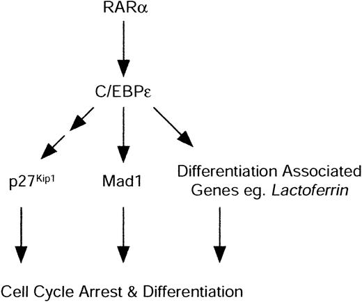 Figure 7. Proposed model of granulocytic cell cycle arrest and differentiation by RARα. RARα directly activates C/EBPϵ. C/EBPϵ in turn is able to directly activate differentiation-associated genes, such as lactoferrin, that are required for functionally competent mature granulocytes. C/EBPϵ also directly mediates induction of Mad1, coupling cell cycle arrest pathways and differentiation induction by RARα.