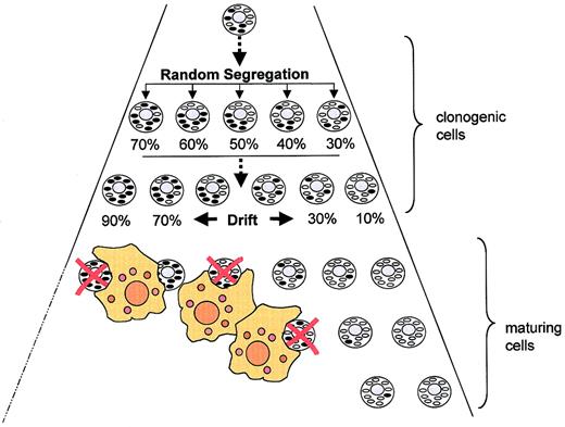 Figure 2. Random segregation of mitochondrial DNA as a determinant of cell fate in an MDS clone harboring a mtDNA mutation. For explanation, see “Discussion.” Oval forms represent mitochondria (black indicates with mutant mtDNA). Red crosses denote apoptotic cells eliminated by macrophages.
