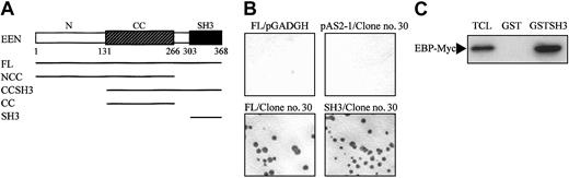 Figure 2. EEN SH3 domain mediates interaction with EBP. (A) Schematic representation of deletion mutants of EEN used in the yeast 2-hybrid transformation assay. The hatched box indicates the central coiled coil domain (CC), and the black box denotes the SH3 domain. FL and N represent the full-length and N-terminus of EEN, respectively. (B) Colony lift filter assay. Positive X-gal staining was observed in cotransformants expressing FL/clone no. 30 and SH3/clone no. 30 but not in negative controls, FL/pGADGH, and pAS2-1/clone no. 30. (C) GST pull-down assay. HeLa cells total cell lysate expressing Myc-tagged EBP was incubated with either GST or GST-SH3 (SH3 domain of EEN) immobilized on glutathione beads, and the bound proteins were detected with anti-Myc antibody. TCL indicates 10% of total cell lysate used in the assay.
