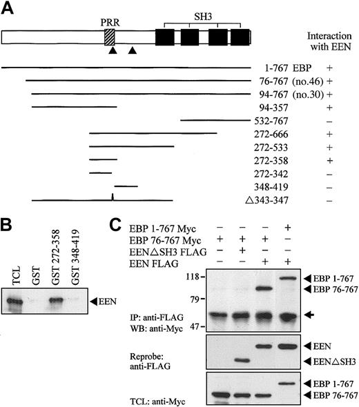 Figure 4. Proline-rich motif of EBP is responsible for binding with EEN SH3 domain. (A) Yeast transformation assay of EBP with EEN. Schematic diagram of deletion constructs of EBP is shown. The PRR and SH3 domains are represented by hatched and black boxes, respectively. The arrowheads locate the putative prolinerich binding motifs, PPERP within amino acids 343-347 and PPRPKP within amino acids 400-405. Deletion mutants of EBP cloned in Gal4-AD plasmid were each cotransformed with EEN Gal4-BD plasmid into yeast strain SFY526. Positive interaction accessed by colony lift filter assay is indicated by +. (B) GST pull-down assay. Extract of HeLa cells expressing Myc-tagged EEN was incubated with GST, GST-EBP272-358, or GST-EBP348-419 immobilized on glutathione beads. Binding protein was detected with anti-Myc antibody. (C) Interaction of EBP with EEN in HeLa cells. Lysates of HeLa cells transfected with Myc-tagged EBP1-767 or EBP76-767 and/or FLAG-tagged EEN or SH3 domain deletion mutant, EENΔSH3 FLAG, were subjected to immunoprecipitation (IP) with anti-FLAG antibody followed by anti-Myc immunoblotting (WB). TCL was immunoblotted with anti-Myc antibody. The positions of immunoblotted proteins are indicated by arrowheads. The nonspecific immunoglobulin heavy chain is marked by an arrow.