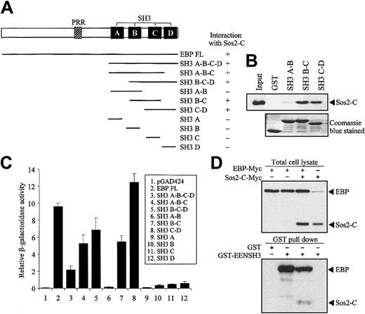 Figure 6. EBP interacts with EEN and Sos2 simultaneously. (A) Yeast transformation assay of EBP with Sos2. Schematic diagram of deletion constructs of EBP is presented. Deletion mutants of EBP cloned in Gal4-BD plasmid were each cotransformed with Sos2 Gal4 DNA-AD into yeast strain SFY526. Positive interaction accessed by colony lift filter assay is indicated by +. (B) GST pull-down assay. Extract of HeLa cells expressing Myc-tagged Sos2-C was incubated with GST or GST-EBP SH3 domains (SH3 A-B, B-C, or C-D) immobilized on glutathione beads. Binding protein was detected with anti-Myc antibody. (C) Quantitative assay for EBP-EEN interaction. Transformants of Gal4-BD and Gal4-AD fusion pairs were assayed using ONPG substrate. Relative β-galactosidase activity was expressed as arbitrary units. Error bars represent ± SD. (D) Simultaneous interaction of EBP with Sos2 and EEN in HeLa cells. Expressions of EBP and Sos2-C in lysates of HeLa cells transfected with different combinations of Myc-tagged EBP and Sos2-C were confirmed in the upper panel. GST pull-down assay was shown in the lower panel using the HeLa cell lysates shown in the corresponding upper panel. HeLa cell lysates were incubated with GST or GST-EENSH3 fusion protein immobilized on glutathione beads. Bound proteins were detected by anti-Myc antibody.