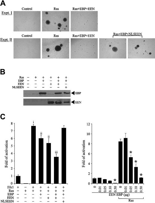 Figure 7. EBP and EEN inhibit the transformation potential of Ras and Ras-mediated activation of Elk-1. (A) Representative colonies of soft agar assays. Ras+EBP+EEN formed small colonies (experiment I), while Ras+EBP+NLSEEN formed large colonies similar to Ras-transformed cells (experiment II). (B) Expression of exogenous EBP-Myc, EEN-FLAG, and NLSEEN-FLAG proteins in stably transfected R6 cells was confirmed by Western blot analysis. (C) EBP and EEN inhibit Ras-mediated activation of Elk-1. RasQ61L-induced activation of Elk-1 (vector control and f; P < .001, ANOVA). Either EBP or EEN alone reduces Elk-1 activation (i and ii; P < .001, ANOVA). The inhibition is further enhanced with both EBP and EEN (ii and iii; P < .001, ANOVA). (D) Dosage-dependent inhibition of EBP and EEN on the Elk-1 transactivation by Ras. Asterisk indicates the concentrations under which significant inhibition on Elk-1 transactivation was observed (P < .05, ANOVA). Error bars represent SDs of triplicate transfections of 2 independent experiments.