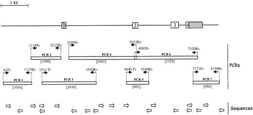Figure 1. Location of the amplification and sequencing primers on the EPCR gene. Exons are symbolized by boxes. The 5′ part of exon 1 and the 3′ part of exon 4, which are noncoding, are striped. The primer pairs used to amplify nearly the entire gene in 7 PCR runs are indicated, and the size of the amplification products (in base pairs) is indicated between brackets. The oligonucleotides are numbered according to the position of their 5′ nucleotide on sequence AF 106202 (Genbank accession number), followed by Fr for sense primers or Rv for antisense primers. The sequences of the amplification primers are indicated, from 5′ to 3′: PCR1: 61Fr GCTGAAGTGGGCGGATCACC and 1137Rv TCTAGCCTGGGTCATGCGGC; PCR2: 1114Fr TCTTGCCGCATGACCCAGGC and 2212Rv GGAAGGAGGCCAGGAGATGG; PCR3: 1511Fr CTCTTACTAAGGGTGACGCG and 3540Rv TCTGATGCCCCACGAGACAC; PCR4: 2528Fr TCTCTACAGGGCAGGCAGAG and 5012Rv TCGTGGTGTTGGTGTCTGGG; PCR5: 4640Fr AGGAGTGTCTCTTCCACTGC and 5540Rv CTTGTATGAGAAGTGGCTGG; PCR6: 4993Fr CCCAGACACCAACACCACGAT and 7320Rv GTCTGTCTTTGGAGGATGGG; and PCR7: 7171Fr AGAGGTGGACAAAGTACTTGG and 8158Rv GGAAGCCAGCATTTCCAGGG. The positions of the primers used to sequence the amplified regions are shown schematically; the full sequences are available on request.