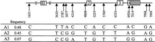 Figure 3. The 3 EPCR gene haplotypes. The 13 polymorphisms found to be in complete linkage disequilibrium defined 3 haplotypes designated A1, A2, and A3. The nucleotides are numbered according to the Genbank sequence (accession number AF106202).