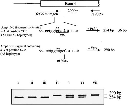 Figure 5. Rapid A3 haplotype identification method. Upper panel: schematic representation of the part of the human EPCR gene exon 4 containing G 6936, which identifies the A3 haplotype. The 6936 mutagen primer contains 2 foreign nucleotides at positions n–4 and n–3 from the 3′ end (indicated by asterisks) in order to create a restriction site for the endonuclease PstI when the amplified fragment contains an A at position 6936, which corresponds to haplotype A1 or A2; the amplified fragment containing a G, which corresponds to haplotype A3, remains undigested. After genomic amplification using this primer and the 7190Rv primer, the PCR-amplified fragment contains a PstI site (CTGCA/G; underlined) when nucleotide 6936 is an A. In the amplified fragment, the part corresponding to the primer is shown in lower letters. Lower panel: 2% agarose gel electrophoresis of digested PCR products obtained using 6936 mutagen and 7190Rv primers. Lanes i, ii, iii: subjects homozygous for an A at position 6936 (A1/A1, A2/A2, and A1/A2, respectively); a restriction site for PstI was created, allowing the amplified fragment to be completely digested into 2 fragments of 254 and 36 bp (the latter is not visible on the gel). Lane iv: subject homozygous foraGat position 6936 (A3/A3): no PstI restriction site is available, and the fragment remains undigested at 290 bp. Lanes v-vi: subjects heterozygous A/G at position 6936 (A1/A3 or A2/A3; ie, A3 “heterozygotes”): both patterns are visible, corresponding to the undigested (290 bp) and digested (254 bp) amplified fragments. Lane vii: undigested PCR-amplified fragment.