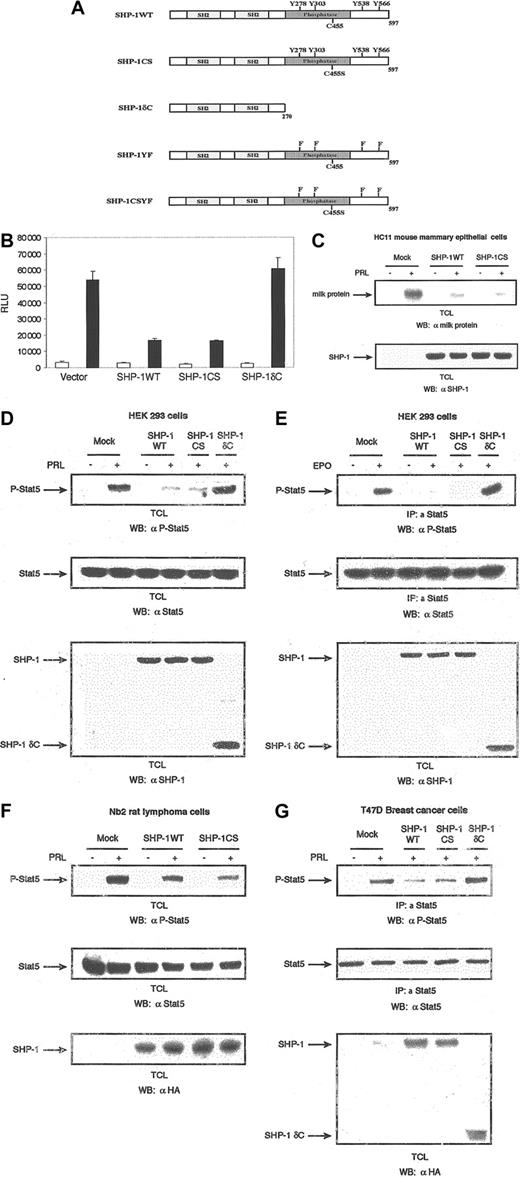Figure 1. Effect of SHP-1 on Stat-5 activation. SHP-1 negatively regulates Stat5 activation independently of the phosphatase activity. (A) Schematic representation of SHP-1 wild type and its mutants. (B) The 293 cells were cotransfected with expression plasmids encoding PRLR, Stat5, β-casein gene promoter/luciferase reporter construct, and either vector, SHP-1WT, SHP-1CS, or SHP-1δC. Cells were starved and left unstimulated or stimulated with ovine PRL (oPRL) (1 μg/mL) overnight. Luciferase activity was assayed, and data were presented as relative light units. Each bar represents the mean ± standard deviation values of triplicate samples. The luciferase activity was normalized to the expression of β-galactosidase. □ indicates absence, and ▪, presence, of oPRL. (C) Differentiated HC11 cells were transfected with either vector alone or expression plasmids for the indicated forms of SHP-1. Cells were starved and stimulated with oPRL for 24 hours. Total cell lysates were immunoblotted with a polyclonal antibody to milk proteins (upper panel). The membrane was stripped and reblotted with polyclonal antibody to SHP-1 (lower panel). (D) The 293 cells were transiently cotransfected with expression vectors for PRLR, Stat5, and either vector or the indicated forms of SHP-1. Serum-starved cells were left untreated or treated with oPRL (1 μg/mL) for 10 minutes. Total cell lysates were analyzed by immunoblot with the use of specific antibodies directed against the phosphorylated form of Stat5 (upper panel). The membrane was stripped and reprobed with monoclonal antibody to Stat5 (middle panel), then with polyclonal antibody to SHP-1 (lower panel). (E) The 293 cells were transiently cotransfected with expression vectors for the EPOR, Stat5, and either vector or the indicated forms of SHP-1. Serum-starved cells were left untreated or treated with EPO (5 U/mL) for 10 minutes. Total cell lysates were immunoprecipitated with polyclonal antibody to Stat5 and immunoblotted with monoclonal antibody to phospho-Stat5 (upper panel). Total cell lysates from the same transfection were immunodetected with monoclonal antibody to Stat5 (middle panel), then with polyclonal antibody to SHP-1 (lower panel). (F) Nb2 rat pre–T lymphoma cells and Nb2 cells stably expressing HA-tagged forms of SHP-1WT and SHP-1CS were starved for 18 hours and then left untreated or treated with oPRL (1 μg/mL) for 10 minutes. Cell lysates were immunoblotted with a monoclonal antibody to phospho-Stat5 (upper panel), a monoclonal antibody to Stat5 (middle panel), and a monoclonal antibody to HA tag (lower panel). (G) T47D cells were transfected with either vector or expression plasmids for the indicated forms of HA-tagged SHP-1. Cells were serum starved for 18 hours and then stimulated with hPRL (1 μg/mL) for 10 minutes. Cells were lysed, and immunoprecipitations were performed with polyclonal antibody to Stat5, followed by immunoblotting with a monoclonal antibody to phospho-Stat5 (upper panel). The membrane was stripped and reblotted with a monoclonal antibody to Stat5 (middle panel), then with a monoclonal antibody to HA tag (lower panel).