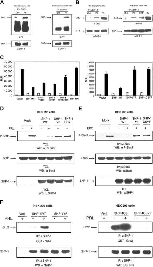 Figure 2. Effect of SHP-1 C-terminal tyrosine residues on PRLR signaling. SHP-1 C-terminal tyrosine residues deliver the inhibitory effect of SHP-1 in PRLR signaling. (A) Nb2 cells (left panel) and Jurkat cells (right panel) were starved overnight and then either left untreated or treated with PRL for 5 minutes. Cell lysates were used for immunoprecipitation with a polyclonal antibody to SHP-1 followed by immunoblotting with a monoclonal antibody to phosphotyrosine (4G10). The membranes were stripped and reblotted with a polyclonal antibody to SHP-1 (lower panels). (B) Nb2 cells were starved overnight and left unstimulated or stimulated with PRL for 5 minutes (left panel). T47D cells were starved overnight and left unstimulated or stimulated with hPRL (1 μg/mL) and EGF (20 ng/mL) (as a positive control) for 5 minutes (right panel). Cell extracts were immunoprecipitated with a polyclonal antibody to SHP-1 and subjected to Western blotting analysis with a monoclonal antibody to Grb2 (upper panels). The membranes were stripped and reblotted with a polyclonal antibody to SHP-1 (lower panels). TL indicates total cell extracts. (C) The 293 cells were cotransfected with expression plasmids for PRLR, Stat5, and the indicated forms of SHP-1 along with β-casein gene promoter/luciferase reporter construct. A luciferase assay was performed, and luciferase activity was normalized to the relative β-galactosidase values. Results represent means and standard deviations of 3 independent experiments. □ indicates absence, and ▪, presence, of oPRL. (D) The 293 cells were transiently cotransfected with expression plasmids encoding PRLR, Stat5, and either vector or the indicated forms of SHP-1. Serum-starved cells were left unstimulated or stimulated with oPRL. Total cell lysates were probed with monoclonal antibody to phospho-Stat5 (upper panel), monoclonal antibody to Stat5 (middle panel), or polyclonal antibody to SHP-1 (lower panel). (E) Cell lysates from 293 cells overexpressing EPOR, Stat5, and either vector alone or the indicated forms of SHP-1 that were left unstimulated or stimulated with EPO (5 U/mL) were immunoprecipitated with polyclonal antibody to Stat5 and immunoblotted with monoclonal antibody to phospho-Stat5 (upper panel). The membrane was stripped and reblotted with monoclonal antibody to Stat5 (middle panel) or polyclonal antibody to SHP-1 (lower panel). (F) The 293 cells were transiently cotransfected with expression plasmids encoding PRLR and either vector alone or indicated forms of SHP-1 expression vectors. Serum-starved cells were left untreated or treated with PRL for 10 minutes. Cell lysates were immunoprecipitated with polyclonal antibody to SHP-1, and proteins were separated on SDS-PAGE and transferred to nitrocellulose membrane. Direct binding of GST-Grb2 fusion protein was assessed by far Western analysis (upper panels). The same membrane was stripped and reblotted with anti–SHP-1 (lower panels).