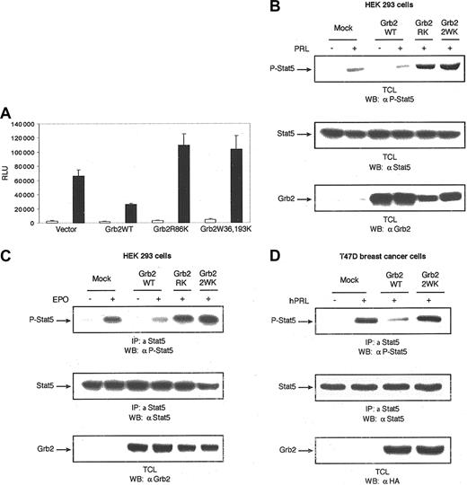 Figure 3. Effect of Grb2 on cytokine-induced Stat5 activation. Grb2 is a negative regulator of cytokine-induced Stat5 activation. (A) The 293 cells were cotransfected with expression plasmids for PRLR, Stat5, and the indicated forms of Grb2 along with β-casein gene promoter/luciferase reporter construct. A luciferase assay was performed, and luciferase activity was normalized to the relative β-galactosidase values. Results represent means and standard deviations of 3 independent experiments. □ indicates absence, and ▪, presence, of oPRL. (B) The 293 cells were transiently cotransfected with expression plasmids encoding PRLR, Stat5, and either vector alone or the indicated forms of Grb2. Following 18 hours of serum starvation, cells were left unstimulated or stimulated with PRL for 10 minutes. Cell lysates were immunodetected by means of monoclonal antibodies to phospho-Stat5 (upper panel), Stat5 (middle panel), or Grb2 (lower panel). (C) The 293 cells cotransfected with expression plasmids encoding the EPOR, Stat5, and either vector alone or the indicated forms of Grb2. Following overnight starvation, cells were left unstimulated or stimulated with EPO (5 U/mL) for 10 minutes. Cell lysates were immunoprecipitated with polyclonal antibody to Stat5 and immunoblotted with monoclonal antibody to phospho-Stat5 (upper panel). The membrane was stripped and reprobed with monoclonal antibodies to Stat5 (middle panel) or Grb2 (lower panel). (D) T47D cells were transfected with either vector alone or the indicated forms of HA-tagged Grb2 expression plasmids. Serum-starved cells were stimulated with hPRL (1 μg/mL) for 10 minutes and lysed. Immunoprecipitations were performed with polyclonal antibody to Stat5, followed by immunoblotting with monoclonal antibody to phospho-Stat5 (upper panel). The membrane was stripped and reprobed with monoclonal antibodies to Stat5 (middle panel) or HA tag (lower panel).