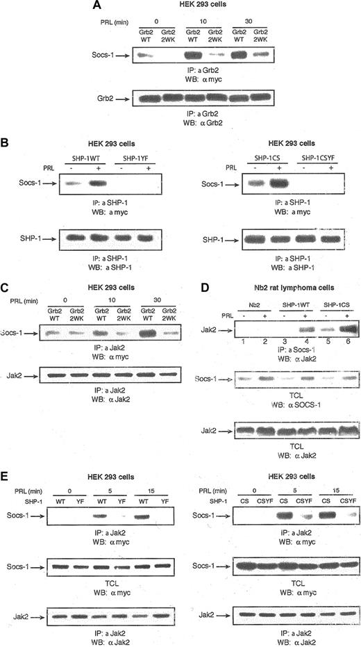Figure 4. Grb2 and SHP-1 regulation of Jak2/SOCS-1 association. (A) The 293 cells were transiently cotransfected with expression plasmids encoding PRLR, Stat5, and either vector alone or the indicated forms of Grb2. Following 18 hours of serum starvation, cells were stimulated with PRL for the times indicated. Cell lysates were used for immunoprecipitations with polyclonal antibody to Grb2 and immunoblotted with monoclonal antibody to myc tag detecting SOCS-1 (upper panel). The same membrane was stripped and immunoblotted with monoclonal antibody to Grb2 (lower panel). (B) The 293 cells were cotransfected with expression vectors encoding PRLR, myc–SOCS-1, and the indicated forms of SHP-1. Serum-starved cells were left untreated or stimulated with PRL for 15 minutes. Cell lysates were immunoprecipitated with polyclonal antibody to SHP-1 and immunoblotted with monoclonal antibody to myc tag detecting SOCS-1 (upper panels). The same membranes were stripped and reblotted with polyclonal antibody to SHP-1 (lower panels). (C) Cell lysates from 293 cells transfected with the same expression vectors as in panel A were stimulated with PRL for different times, immunoprecipitated with polyclonal antibody to Jak2, and then immunoblotted with monoclonal antibody to myc tag detecting SOCS-1 (upper panel). The same membrane was stripped and immunoblotted with polycclonal antibody to Jak2 (lower panel). (D) Parental Nb2 cells as well as Nb2 cells stably overexpressing SHP-1WT and SHP-1CS were serum starved overnight and then left unstimulated or stimulated with PRL for 1 hour. Cell lysates were immunoprecipitated with polyclonal antibody to SOCS-1 and immunoblotted with polyclonal antibody to Jak2 (upper panel). Total cell lysates were immunoblotted with polyclonal antibodies to SOCS-1 (middle panel) and Jak2 (lower panel). (E) The 293 cells were transfected with the same expression vectors as panel B. Cells were starved overnight and stimulated with PRL for different times. Cell lysates were immunoprecipitated with polyclonal antibody to Jak2 and immunoblotted with monoclonal antibody to myc tag detecting SOCS-1 (upper panels). The same membranes were stripped and reblotted with polyclonal antibody to Jak2 (lower panels). Total cell lysates from the same transfections were immunoblotted with monoclonal antibody to myc tag detecting SOCS-1 (middle panels).