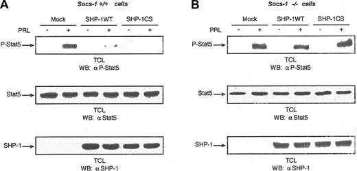 Figure 5. Need for SOCS-1 in SHP-1–mediated negative regulation of Stat5 activation downstream of PRLR. (A) (B) Parental (SOCS-1+/+) (panel A) as well as SOCS-1–/– (panel B) MEF cells were cotransfected with expression plasmids encoding PRLR, Stat5, and either vector alone or the indicated forms of SHP-1 with the use of FuGENE 6 transfection reagent. Serum-starved cells were left untreated or treated with PRL for 15 minutes. Total cell lysates were imunoblotted with monoclonal antibody to phospho-Stat5 (upper panels). The same lysates were immunoblotted with monoclonal antibody to Stat5 (middle panels) and polyclonal antibody to SHP-1 (lower panels). These immunoblots were chosen as representative of 6 independent experiments.
