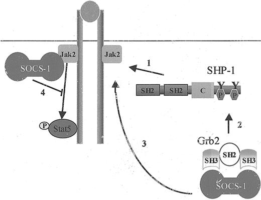 Figure 6. The adaptor role of SHP-1 in SHP-1–mediated negative regulation of cytokine-receptor signaling. The adaptor role of SHP-1 is critical in SHP-1–mediated negative regulation of cytokine-receptor signaling. The steps in this regulation are as follows: (1) SHP-1 protein tyrosine phosphatase is recruited to receptor/Jak2 complex upon receptor ligand binding. (2) This process results in SHP-1 tyrosine phosphorylation on its C-terminal tyrosine residues, leading to the recruitment of Grb2 and its associated protein SOCS-1. (3) SOCS-1 is targeted to Jak2, leading to (4) down-regulation of Stat5 activation.