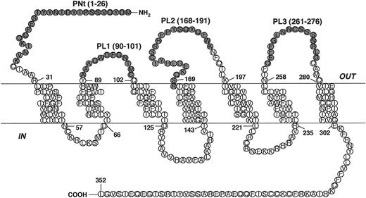 Figure 1. CCR5-derived peptides. Schematic diagram illustrating the positions of the CCR5-derived peptides. The peptides, designated PNt, PL1, PL2, and PL3, correspond to portions of the predicted 4 extracellular domains of CCR5.