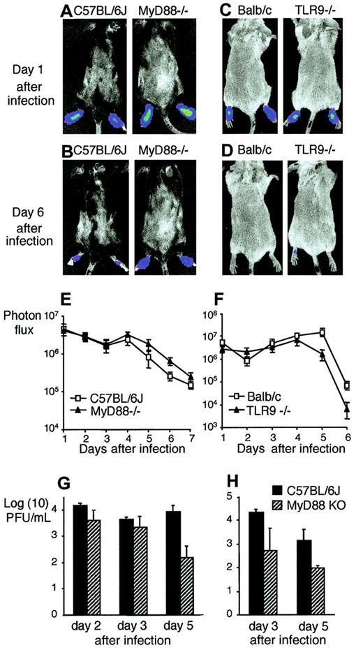 Figure 5. Replication of HSV-1 in MyD88–/–, TLR9–/–, and control mice. (A-B, E) MyD88–/– and C57BL/6 control mice (8-week-old males; n = 6) were injected with 107 PFU KOS/Dlux/OriL HSV-1 in each hind footpad. (C-D, F) TLR9–/– and Balb/c controls (6- to 7-week-old males; n = 5) were injected with 2 × 106 PFU KOS/Dlux/OriL HSV-1 in each hind footpad. Viral replication and spatial distribution of replicating virus was visualized by bioluminescence imaging daily up to day 7. Representative images taken 24 hours and 6 days after infection are shown (A-D). Signal intensities from hind feet were measured as photon flux (photons/second) within defined regions of interest (E-F). Mean values ± SEM are shown for each time point. (G-H) C57BL/6J wild-type and MyD88–/– mice were infected with 2 × 106 PFU KOS HSV-1 in each eye after corneal scarification. Viral titers of eye swabs (G) and trigeminal ganglia (H) were measured by plaque assay at different time points. Logarithmic mean values ± SD are shown (n = 3).