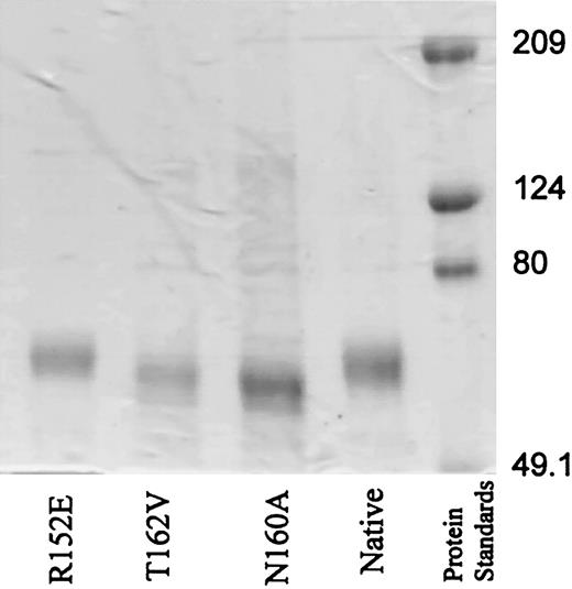 Figure 2. SDS-PAGE demonstrates increased migration of N160A and T162V mutants in comparison with native or R152E ICAM-4Fc. Mutant and native ICAM-4Fc proteins and prestained standard proteins (2.5 μg) were separated on a 7.5% reduced SDS-PAGE gel as described in “Material and methods.”