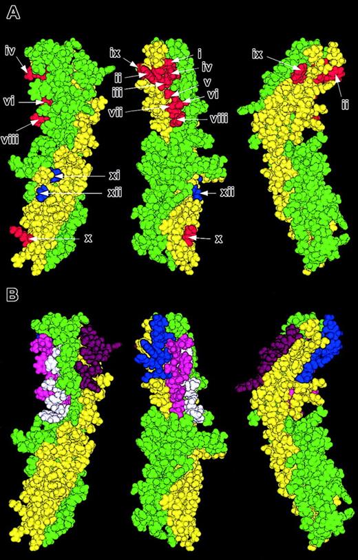 Figure 4. Location of important areas on ICAM-4 that mediate adhesion to αV integrins. Molecular model of ICAM-4 displayed in 3 orientations 120 degrees to one another. Residues within the ABE face are colored yellow and those in the CFG face green. (A) Residues that when mutated cause a decrease in adhesion to αV integrins are depicted in red and the super-adhesive residues in blue (i, F18; ii, W19; iii, V20; iv, R92; v, A94; vi, T95; vii, S96; viii, R97; ix, W66; x, K118; xi, N160; and xii, T162). (B) The sections of the A, G, F, and D strands of domain 1 that comprise the sequence of the peptides SVPFWVRMS (FWV) residues 15-23 (blue), TRWATSRIT (ATSR) residues 91-99 (magenta), AWSSLAHCL (AWSS) residues 76-84 (white), and RQGKTLRGP (Cpep) residues 56-64 (purple).