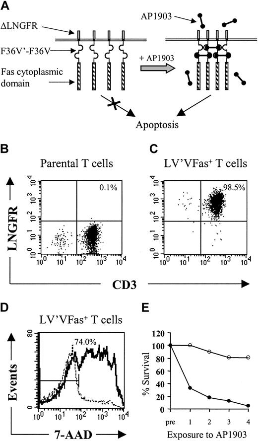 Figure 1. Schematic design of the artificial Fas receptor and persistence of autologous LV'VFas T cells. (A) The Fas signaling domain is incorporated in a fusion protein (LV'VFas) of human origin that consists of the extracellular and transmembrane portions of the human low-affinity nerve growth factor receptor (ΔLNGFR), 2 copies of the FKBP12 containing a single amino acid substitution at position 36 (F36V) as drug-binding domains, and the cytoplasmic domain of Fas. The LV'VFas protein remains inert unless clustering and Fas-mediated apoptosis are induced by the F36V-binding drug AP1903. The fusion gene is introduced into T cells using a retroviral vector and expressed from the MoMLV-LTR. (B-E) In vitro selection of LV'VFas-modified T cells and sensitivity to AP1903. (B-C) Analysis of ΔLNGFR expression in T cells either unmodified (B) or transduced with the LV'VFas retroviral vector and enriched using ΔLNGFR-coated microbeads (C). T cells were stained with anti-LNGFR and anti-CD3 mAbs and analyzed by flow cytometry. The percentage of cells positive for both ΔLNGFR and CD3 are indicated in the upper right quadrant. Data are shown for transduced T cells selected for infusion into macaque no. 2. (D) Macaque LV'VFas+ T cells are sensitive to AP1903-induced cell death in vitro. Aliquots of LV'VFas+ T cells were exposed for 2 hours to 10 nM AP1903 (solid line) or media alone (dashed line), stained after 24 hours with 7-AAD, and examined by flow cytometry. Cells were considered to be positive for 7-AAD if they stained outside the gate indicated by the bisected line. The number of LV'VFas T cells that stained positive for 7-AAD after exposure to AP1903 is indicated (74.0%). Data are shown for a representative experiment. (E) Aliquots of unmodified (○) or LV'VFas+ T cells (•) were exposed 4 times (48 hours apart) for 2 hours to medium alone or to medium containing 10 nM AP1903. Cells were washed, and the survival of LV'VFas+ T cells as compared to the untreated cells was evaluated 24 hours later by trypan blue exclusion.