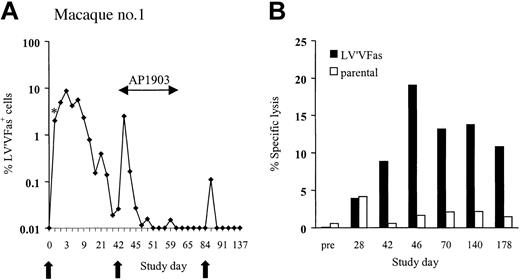 Figure 2. In vivo persistence of LV'VFas-modified T cells in macaques. (A) LV'VFas+ T cells (5 × 109/m2) were administered by intravenous infusion to macaque no. 1 at 6-week intervals indicated by the arrows. AP1903 (0.1 mg/kg) was given beginning 1 day after the second cell dose and then every other day for 10 doses. DNA was isolated from PBMCs collected from macaque no. 1 before and at the indicated days after the T-cell infusions and assayed for the frequency of vector containing cells by TaqMan PCR. * indicates the frequency of LV'VFas+ T cells among PBMCs 30 minutes after infusion. (B) Transgene product-specific cytolytic T-cell responses are elicited after transfer of LV'VFas+ T cells. PBMCs were collected from macaque no. 1 on the indicated days before and after T-cell infusion and stimulated with autologous γ-irradiated LV'VFas-modified T cells twice 1 week apart. Specific cytotoxicity was examined in a chromium release assay for recognition of either parental (□) or LV'VFas+ (▪) target cells. Data are shown for an effector-to-target (E/T) ratio of 20:1.