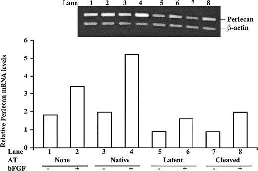 Figure 4. Semiquantiative RT-PCR analysis of perlecan mRNA expression in antithrombin-treated HUVECs. HUVECs were cultured with or without 10 μg/mL of the different antithrombin forms in the presence and absence of 10 ng/mL bFGF as indicated for 72 hours. Total mRNA was isolated, and the content of perlecan mRNA relative to β-actin mRNA was analyzed by semiquantitative RT-PCR. The inset shows the relative intensities of 500 bp perlecan and 336 bp β-actin cDNA fragments amplified from reverse-transcribed mRNA with specific primers under the different experimental conditions, as described in “Materials and methods.” Band intensities from the representative experiment shown were quantified and are presented as the ratio of perlecan to β-actin bands in the bar graph. Similar results were obtained in replicate experiments.
