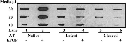 Figure 6. Cleaved and latent forms of antithrombin down-regulate perlecan protein expression. HUVECs were cultured in serum-free media with or without 10 μg/mL of the different forms of antithrombin in the presence and absence of 10 ng/mL bFGF as indicated for 72 hours. The conditioned media were applied to a nitrocellulose membrane in the indicated amounts, and perlecan protein was detected by enhanced chemiluminescence using a primary antibody to domain III of perlecan followed by a secondary enzyme-conjugated antibody as detailed in “Materials and methods.”