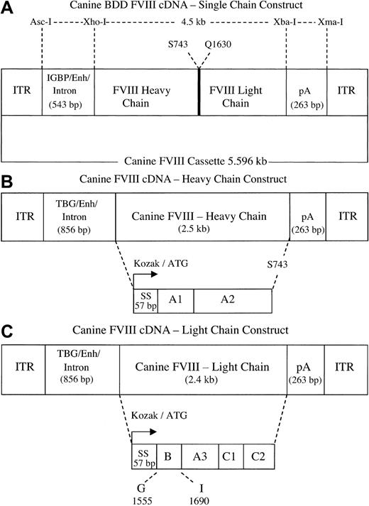 Figure 1. FVIII constructs. (A) Single-chain FVIII construct. A 4.5-kb B domain-deleted canine FVIII cDNA was engineered such that residue S743 is in-frame with Q1630 while deleting most of the B domain. The cDNA is driven by synthetically derived 368-bp promoter/enhancer from insulin-like growth factor-binding protein, fused to 175 bp of a chimeric intron (IGBP/enh/intron, total size 543 bp). The FVIII sequence is followed by 263 bp of SV40 poly A signal and the entire cassette is flanked at both ends by the 145-bp ITRs. The total size of the expression cassette is 5.596 kb. (B) FVIII heavy-chain construct. The 2.5-kb cDNA contains the canine FVIII Kozak, initiator codon (bent arrow), signal peptide (57 bp), A1 and A2 domains followed by a stop codon after residue S743. The cDNA is driven by a 695-bp thyroxine-binding globulin gene promoter/enhancer fused to a 175-bp intron (TBG/enh/intron, total size 856 bp), has an SV40 poly A (263 bp) and 145-bp flanking ITRs. The size of the entire expression cassette is 4 kb. (C) FVIII light-chain construct. The 2.4-kb cDNA contains the canine FVIII Kozak sequence, initiator codon (bent arrow), and the signal peptide (57 bp) in-frame with the C-terminus of the B domain at residue G1555 through residue I1690, followed by A3, C1, and C2 domains. The light-chain construct is also driven by the 856 bp of TBG/enh/intron promoter, has the 263-bp SV40 poly A signal, and the 145-bp ITRs. The size of this expression cassette is 3.9 kb.