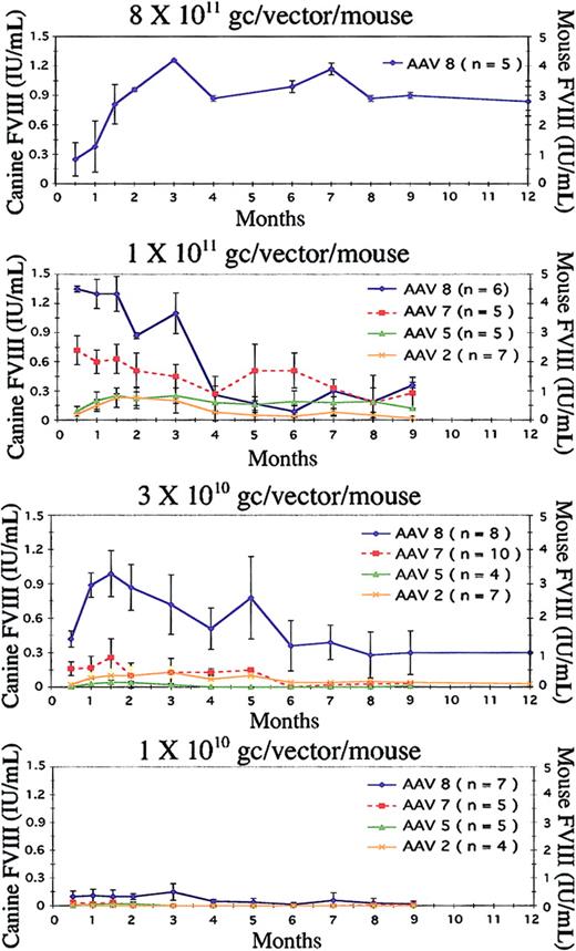 Figure 2. Serotype and dose comparison in canine 2-chain intraportal delivery. AAV serotypes 2, 5, 7, and 8 expressing canine FVIII in 2 separate AAV vectors (heavy and light chains) were evaluated in FVIII KO mice at different vector doses. Because the vector injections were staggered for experimental convenience, data on some mice are available beyond 12 months, whereas the data on others end at 9 months. (A) Mice injected with 8 × 1011 gc/vector/mouse have long-term normal levels of FVIII expression when measured on the canine standard curve and supraphysiologic levels based on the murine standard curve. (B) Evaluation of the 4 serotypes at 1 × 1011 gc/vector/mouse. At this dose, both AAV8 and AAV7 express normal levels of FVIII when determined on the canine standard curve and supraphysiologic levels for AAV8 based on the murine standard curve. FVIII expression with AAV5 and AAV2 were at much lower levels. (C) The FVIII levels at a dose of 3 × 1010 gc/vector/mouse. AAV8 is clearly superior, expressing normal levels of FVIII over the long-term, whereas AAV7, 5, and 2 express at a much lower level that diminishes over time. This panel shows absence of activity at the lowest dose (1 × 1010 gc/vector/mouse) from AAV7, 5, and 2. On the other hand, AAV8 maintains a low, but respectable, level of FVIII activity. Error bars represent the mean ± SD.