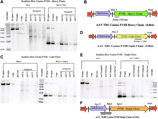 Figure 5. Southern blots of liver DNA from FVIII KO mice treated with various AAV serotypes. One mouse per serotype treated at a dose of 1 × 1011 gc/vector/mouse, injected either intraportally or via tail vein, was killed at 4 months after injection. A total of 12 μg gDNA was used for Southern blotting. Untreated FVIII KO mouse liver DNA either unspiked or spiked with 20, 10, or 1 copy of canine FVIII-AAV was used as control. Liver DNA from mice treated with the 2 vectors (heavy and light chains of FVIII) was digested with XhoI to determine the molecular status of the vector genome and XhoI plus NotI to determine the copy numbers. Similarly liver DNA from the single-vector treatment was digested with AscI for molecular status and AscI plus KpnI for copy numbers. Panels A and C (Southern blot: canine FVIII-heavy chain and Southern blot: canine FVIII-light chain, respectively) represent mice treated intraportally with either AAVs 8, 7, 5, or 2, administered in 2 vectors. The blot in panel A was probed with a 700-bp heavy chain probe (B, canine FVIII heavy chain in AAV vector) encoding the A1 domain of the canine FVIII cDNA. A single digest with XhoI in the blot in panel A revealed 2 different molecular configurations, present in equal ratio, 4-kb head-to-tail molecules and 5.9-kb tail-to-tail molecules for all serotypes. The copy numbers were 9, 7, 1, and 5 copies/cell for AAVs 8, 7, 5, and 2. The blot in panel C was probed with 1-kb light-chain probe (D, canine FVIII light chain in AAV vector), encoding the A3 domain. The copy numbers for the blot in panel C were 9, 8, 0.2, and 5 for AAVs 8, 7, 5, and 2. Also, an equal numbers of head-to-tail (3.9 kb) and tail-to-tail (5.6 kb) concatamers were present. The blot in panel E (Southern blot: canine FVIII-single chain) represents mice treated both intraportally and via tail vein with AAV8 and AAV2 single-chain vectors. The blot in panel E was probed with 1.2-kb single-chain probe (F, canine FVIII single chain in AAV vector), which spans the IGBP promoter and the 5′ end of the FVIII transgene. The copy numbers were 8, 5, 6, and 0.5 for AAV8 intraportal, AAV8 tail vein, AAV2 intraportal, and AAV2 tail vein injections, respectively. DNA digested with AscI revealed 5.6-kb head-to-tail concatemers.