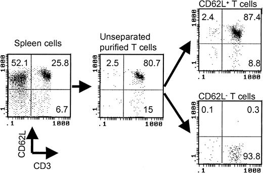 Figure 1. Separation of CD62L– T cells by magnetic beads. The values represent percentages of total cells in each cell fraction.