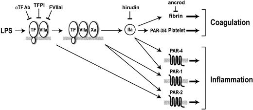 Figure 6. Coagulation proteases increase inflammation during endotoxemia via PARs. FVIIa and FXa activation of PAR-2 and thrombin (IIa) activation of PAR-1 and PAR-4 may enhance inflammation. Thrombin also cleaves fibrinogen to fibrin and activates platelets by cleavage of PAR-3/4. Inhibitors of the TF-FVIIa complex are shown: αTF Ab (anti-TF antibody), FVIIai (active site-inhibited FVIIa), and TFPI-1. Hirudin inhibits thrombin, and ancrod depletes fibrinogen.