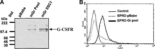 Figure 1. Expression of murine G-CSFR in parental EPRO cells and EPRO-Gr cells. Wild-type murine G-CSFR cDNA was cloned into the retroviral vector pBabe-Puro, and the construct was transduced into EML cells. EML-Gr cells then were induced to generate EPRO cells overexpressing the G-CSFR (EPRO-Gr), which were then analyzed for total G-CSFR protein expression (A) and cell surface G-CSFR expression (B). (A) Cell lysates (5 × 103 cells/μL2 × GSB) were harvested from EPRO-Gr pools, EPRO-Gr single-cell clones, and EPRO-pBabe (vector alone). Lysates were subjected to 7% SDS-PAGE and Western analysis probing with rabbit polyclonal anti–murine G-CSF receptor. (B) Recombinant human G-CSF was biotinylated at a molar ratio of 300:1 (biotin/G-CSF) and incubated with EPRO-Gr cells at a final G-CSF concentration of 26 nM. Surface expression of G-CSFR was then determined by flow cytometry using phycoerythrin-labeled streptavidin. EPRO-pBabe cells were analyzed in tandem, and nonstreptavidin–PE-labeled cells were used as control.