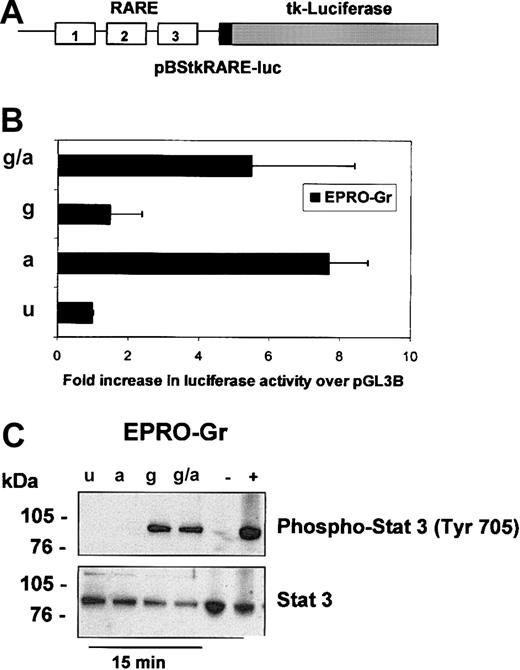 Figure 3. Analysis of retinoic acid response element (RARE)–luciferase reporter gene activation and STAT3 phosphorylation in EPRO-Gr inductions. Induced EPRO-Gr cells were analyzed for activation of RAREs (A,B) by transient transfections with pBStkRARE-luc and treatment of cells with various induction media as outlined in Figure 2 (u-uninduced; a-ATRA; g-GCSF; g/a-GCSF plus ATRA) and for activation of STAT3 (C) under the same conditions. (A) Shown is a diagram of the pBStkRARE luciferase reporter construct containing 3 RAREs placed in series upstream of the 158-bp tk promoter fragment and luciferase (“Materials and methods”). (B) Cell lysates were obtained 24 hours after transfection, and luciferase activity was measured. A beta-galactosidase expression vector was cotransfected at a ratio of 20:1 to normalize for transfection efficiency. Luciferase activity in EPRO-Gr cells is reported as fold increase in relative light units (RLU) above pBStkRARE-luc in control medium (GM-SCF). The figure represents the mean ± SE value from 3 independent experiments, each performed in duplicate. (C) Following 60 minutes of serum starvation, total cell lysates (5 × 103 cells/μL2 × GSB) were harvested from uninduced (u) EPRO-Gr cells, and cells induced with ATRA (a), G-CSF (g), and G-CSF plus ATRA (g/a) for 15 minutes. Lysates were subjected to 4%-12% SDS-PAGE. Western analysis was subsequently performed and probed sequentially with rabbit-polyclonal IgG anti–phospho-STAT3 (Tyr 705) and rabbit-polyclonal IgG anti-STAT3 as primary antibodies. Binding of primary antibodies was detected with HRP-linked anti–rabbit IgG antibodies and chemiluminescent detection. As controls, equivalent amounts of lysates from HeLa cells treated with INF-α (positive control; 100 ng/mL) and untreated HeLa cells (negative control) were run in parallel.