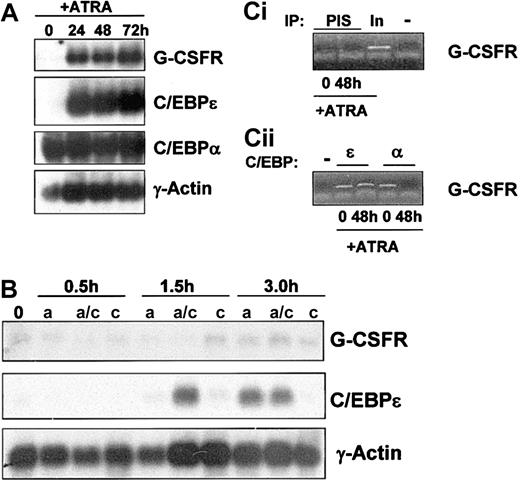 Figure 4. G-CSFR gene expression in NB4 cells treated with ATRA. (A) Total RNA (10 μg/lane) was isolated from NB4 cells induced to differentiate with ATRA (5 μM) for 0, 24, 48, and 72 hours and subjected to Northern analysis. Blots were sequentially probed with 32P-labeled cDNA probes for human G-CSFR, human C/EBPϵ, and rat C/EBPα. To monitor equal loading of RNA in each lane, the blot was probed with human γ-actin. (B) Northern analysis was performed on NB4 cells after short term (0.5, 1.5, and 3.0 hours) exposure to ATRA (5 μM), in the presence (a/c) and absence (a) of cycloheximide (10 μg/mL). As a control, NB4 cells were exposed to cycloheximide alone (c) in parallel. Total RNA (10 μg/lane) was isolated and subjected to Northern analysis as in 4A. (C) Chromatin immunoprecipitation (ChIP) analysis of C/EBPϵ and C/EBPα binding to the G-CSFR promoter. ChIP was performed from uninduced (0) and ATRA-induced (48 hours) NB4 cells using antibodies specific for C/EBPϵ (ϵ) and C/EBPα (α; ii) or preimmune serum (PIS) and a no-antibody control (–; i). The precipitated chromatin was analyzed using primers specific for the G-CSFR gene C/EBP site. Total input DNA (In; 1:10 dilution) was used as a positive control (i).