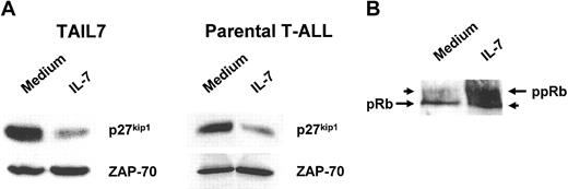 Figure 5. IL-7 down-regulates p27kip1 expression and induces hyperphosphorylation of Rb in TAIL7 cells. (A) Lysates of TAIL7 cells cultured for 96 hours were resolved by 10% SDS-PAGE and immunoblotted with a p27kip1-specific antibody. The membrane was stripped and reprobed for ZAP-70 to demonstrate equal protein loading. (B) Lysates were analyzed by 6% SDS-PAGE and immunoblotted for Rb. The antibody recognizes both hypophosphorylated (pRb) and hyperphosphorylated (ppRb) forms of Rb. Representative results of 3 independent experiments are shown.
