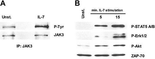 Figure 6. IL-7 stimulation induces the activation of JAK/STAT, ras/MAPK, and PI3K/Akt pathways in TAIL7 cells. TAIL7 cells were stimulated with 50 ng/mL IL-7 at 37°C for 15 minutes, or the indicated periods, or left unstimulated (Unst.). (A) Lysates were immunoprecipitated with anti-JAK3 agarose conjugate antiserum, resolved by 10% SDS-PAGE, and immunoblotted with an antiphosphotyrosine mAb (P-Tyr), stripped, and reprobed with anti-JAK3 antiserum. (B) Lysates were resolved by 10% SDS-PAGE and immunoblotted. Phosphorylated STAT5, Erk, and Akt were probed with phospho-specific antibodies. ZAP-70 antibody was used as a loading control. Blot was stripped and sequentially reprobed. P-STAT5 recognizes phosphorylated Y694 and Y699 of STAT5a and STAT5b. P-Erk recognizes phosphorylated Y204 of Erk1 and Erk2. P-Akt recognizes phosphorylated S473 of Akt. Results are representative of 3 independent experiments.