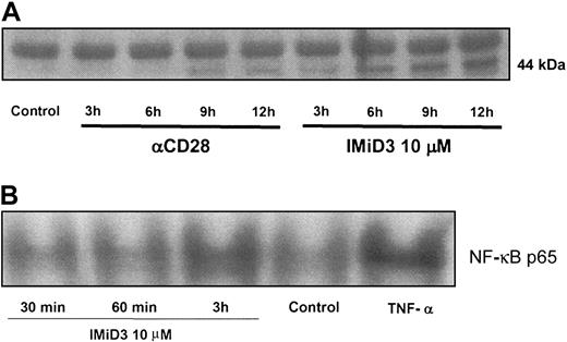 Figure 2. IMiD3 induces CD28 phosphorylation and NF-κB activation. CD3 T cells negatively selected from healthy donors were incubated for different time points in the presence or absence of IMiD3 (10 μM). (A) Cell lysates were immunoprecipitated with antihuman CD28 Ab. Immune complexes were resolved on SDS-PAGE, transferred on polyvinylidene fluoride (PVDF) membrane, and analyzed by blotting with antiphosphotyrosine Ab showing a 44-kDa band representing tyrosine phosphorylation. DMSO and anti-CD28 Ab were used as negative and positive controls, respectively. (B) Nuclear extracts were collected and prepared for EMSA as described previously.12 DMSO and TNF-α (5 ng/mL) were used as negative and positive controls, respectively. Densitometric measurement with data normalized to TNF-α as 100% showed 62.5%, 59%, and 90% activation at 30 minutes, 60 minutes, and 3 hours, respectively, following IMiD3 treatment with 64% activation for negative control.