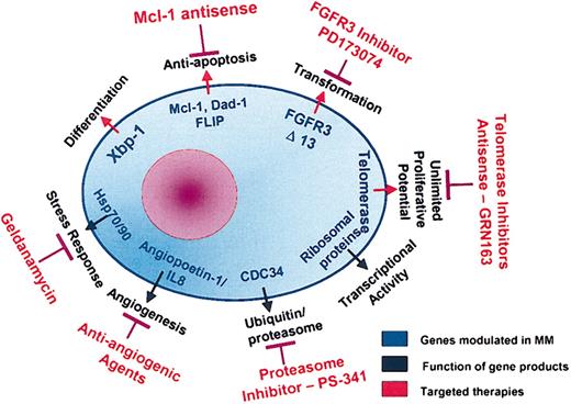 Figure 7. Molecular pathways in MM pathogenesis and potential therapeutic targets.
