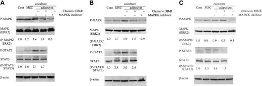 Figure 5. Coculture with adipocyte-differentiated MSCs stimulates the phosphorylation of STAT3 and MAPK. NB4 cells (A), ZnSO4 pretreated PR9 cells (200 μM, 24 hours) (B), and untreated PR9 cells (C) were cultured alone (control) or cocultured with undifferentiated MSCs or adipocyte-differentiated MSCs at the indicated conditions (with or without chimeric blocking OB-R or MAPK inhibitor) for 24 hours. Clarified lysates were probed with antibodies to phospho-MAPK, ERK2, STAT3, Tyr-705 phospho-Ab, STAT3, and β-actin by Western blotting. Results shown are representative of 3 experiments.