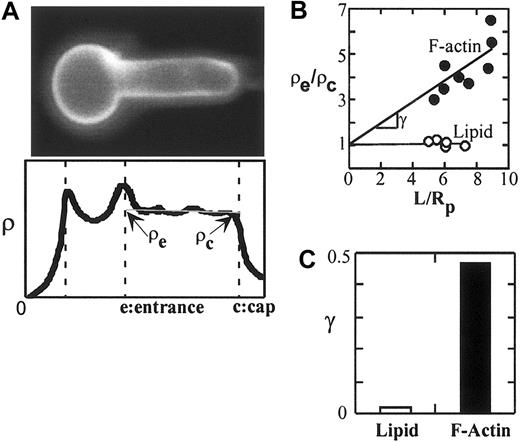 Figure 4. Application of fluorescence imaged microdeformation (FIMD) to murine erythrocytes. (A) Erythrocyte with fluorescently labeled lipid bilayer is aspirated by a micropipette (upper panel). For scale reference, the diameter of the micropipette is 1.5 μm. The lipid bilayer exhibited a uniform density profile along the deformation projection, indicating its fluidity (lower panel). ρe and ρc are defined as the densities at the pipette entrance and at the cap of the projection, respectively. (B) ρe/ρc is plotted against the dimensionless projection length, L/Rp for the FIMD of F-actin and the lipid bilayer of mouse red cells. L is the projection length and Rp is the radius of the pipette. Data were fitted by straight lines with a y-intercept = 1. γ is defined as the slope of the FIMD analysis and indicates the degree of cytoskeletal association. As γ of a protein approaches γ of F-actin, a greater degree of cytoskeletal association is indicated. (C) Histogram showing the γ of lipid bilayer and cytoskeletal F-actin.