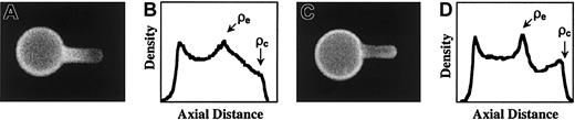 Figure 6. Redistribution of band 3 on normal and ankyrin-deficient (nb/nb) red cells. (A) Fluorescence micrograph of normal erythrocyte with EMA-labeled band 3 aspirated by a micropipette. (B) Corresponding intensity profile of band 3 exhibited a steep gradient in concentration along the deformation projection, indicating that the density of EMA-labeled band 3 increased markedly at the pipette entrance and subsequently decreased toward the aspiration cap. ρe and ρc are defined as the densities at the pipette entrance and at the cap of the projection, respectively. (C) Fluorescence micrograph of ankyrin-deficient erythrocyte with EMA-labeled band 3 aspirated by a micropipette. (D) Without ankyrin, band 3 collected at the cap as seen by the reverse gradient and higher fluorescence intensity at the cap. For scale reference for panels A and C, the diameter of the micropipette is 0.8 μm.