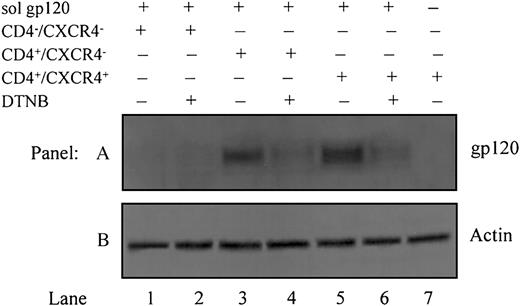 Figure 5. Gp120 undergoes disulfide-reduction prior to, or concomitant with, binding to CXCR4. All cells except for those in lane 7 were pretreated with soluble gp120 IIIB followed by labeling with biotin maleimide (MPB) to label free -SH groups. Lane 1, HOS-CD4–/CXCR4– cells (devoid of CD4 and CXCR4); lane 2, HOS-CD4–/CXCR4– cells pretreated with 5 mM DTNB to block PDI prior to MPB labeling; lane 3, HOS-CD4+/CXCR4– cells (devoid of only CXCR4); lane 4, HOS-CD4+/CXCR4–cells pretreated with 5 mM DTNB prior to MPB labeling; lane 5, HOS-CD4+/CXCR4+ cells (expressing both CD4 and CXCR4); lane 6, HOS-CD4+/CXCR4+ cells pretreated with 5 mM DTNB prior to MPB labeling; lane 7, HOS-CD4+/CXCR4+ cells that were not pretreated with gp120 (A). Residual supernatants after immunoprecipitation were analyzed for actin content with an anti-actin PAb (B). Data shown are representative of 2 experiments.