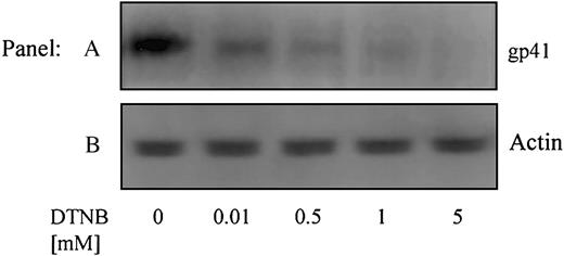 Figure 6. PDI acts on Env prior to the 6-helix bundle conformation of gp41. Sup T-1 cells were treated with 0 to 5 mM DTNB. DTNB-treated cells were then cocultured with Env+ cells in the presence of anti–6 helix bundle PAb for 1 hour at 37°C. The cells were lysed, incubated with Protein G-coupled beads, then immobilized proteins were analyzed for gp41 content by SDS-PAGE and immunoblotting with anti-gp41 MAb (Chessie 8) (A). As a control, residual supernatants from immunoprecipitation were analyzed for actin content with an anti-actin PAb (B). Data shown are representative of 2 experiments.