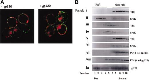 Figure 8. PDI fails to segregate in GM1 and TX-100–resistant rafts. (A) Sup T1 cells were treated in the presence or absence of gp120 then incubated with anti-PDI rabbit PAb and cholera toxin B subunit coupled to Alexa Fluor 594 for 45 minutes at 4°C. Raft aggregation was induced by incubation of cholera toxin-labeled cells in the presence of antirabbit Cy2-coupled Ab for 10 minutes at 37°C. Cells were then fixed, attached to poly-l-lysine slide, mounted, and analyzed by confocal microscopy. The data shown are representative of the staining detected in more than 90% analyzed cells. Original magnification, × 63. (B) Shown is glycerol gradient distribution of nonraft (TfR) and raft (SrcK) markers in cells lysed with 0.25% TX-100 (panels i-ii), cells lysed by hypotonic lysis without TX-100 (panels iii-iv), cells in which cholesterol was depleted with 10 mM MβCD followed by lysis in the presence of TX-100 (panels v-vi). Glycerol gradient distribution of PDI and gp120 in samples lysed with 0.25% TX-100 is shown in panels vii to ix. Cells in panel h were pretreated with soluble gp120 IIIB prior to detergent lysis. Data shown are representative of 4 experiments.