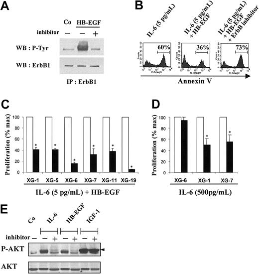 Figure 6. The myeloma cell growth factor activity of HB-EGF is inhibited by a pan-ErbB kinase inhibitor. (A) A431 cells were stimulated with HB-EGF, with or whithout PD169540, for 15 minutes prior to lysis and immunoprecipitation of ErbB1. Tyrosine phosphorylation of ErbB1 was assayed using an antiphosphotyrosine antibody (4G10; Upstate Biotechnology) and ErbB1 was quantified with an anti-ErB1 antibody (clone LA-22). (B) Myeloma cells were IL-6 starved for 3 hours and cultured in RPMI 1640 culture medium and 5% FCS with either 5 pg/mL IL-6 or 5 pg/mL IL-6 and 1 μg/mL HB-EGF, without or with 1 μM of the PD169540 ErbB inhibitor. Cells were cultured for 3 days and stained with FITC–annexin-V to determine the percentage of apoptotic cells. (C) Myeloma cell lines were IL-6 starved for 3 hours and cultured in RPMI 1640 culture medium and 5% FCS with 5 pg/mL IL-6 and 1 μg/mL HB-EGF without (□) or with (▪) the PD169540 ErbB inhibitor (1 μM). Cells were cultured for 5 to 7 days and pulsed with tritiated thymidine at the end of the culture. Mean tritiated thymidine incorporations were determined in sixplicate culture wells and results are expressed as percentages ± SDs of the mean proliferation without ErbB inhibitor. *Indicates that the mean value is statistically significantly different from that obtained with 5 pg/mL IL-6 and HB-EGF without inhibitor, using a Student t test (P ≤ .05). (D) XG-1, XG-6, and XG-7 cells were IL-6 starved for 3 hours and cultured in RPMI 1640 culture medium and 5% FCS with a high concentration of IL-6 (500 pg/mL), without (□) or with (▪) the PD169540 ErbB inhibitor (1 μM). Mean tritiated thymidine incorporations were determined in sixplicate culture wells and results are expressed as percentages ± SDs of the mean proliferation without ErbB inhibitor. *Indicates that the mean value is statistically significantly different from that obtained without inhibitor, using a Student t test (P ≤ .05). (E) XG-7 myeloma cells were starved overnight in culture medium without serum or cytokines with or without the PD169540 ErbB inhibitor. Cells were then stimulated with either no cytokine (Co), or IL-6 (20 ng/mL), or HB-EGF (5 μg/mL), or IGF-1 (1 μg/mL) for 15 minutes at 37°C. Lysates from unstimulated (Co) or stimulated myeloma cells were immunoblotted with anti–phospho-specific AKT antibody (top panel) and reprobed with anti-AKT antibody (bottom panel).